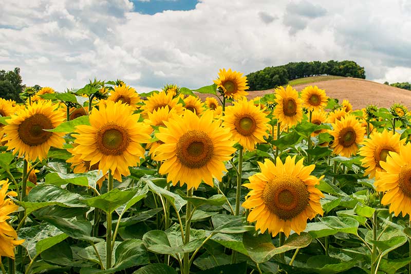 How to Grow Sunflowers