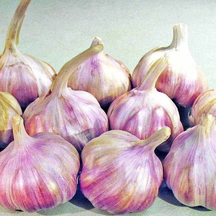 Garlic Growing & Planting Guide