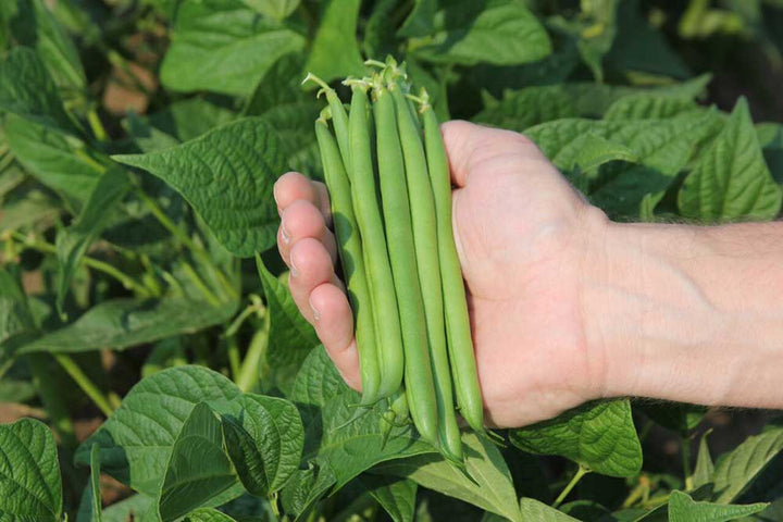 Healthy green beans being held