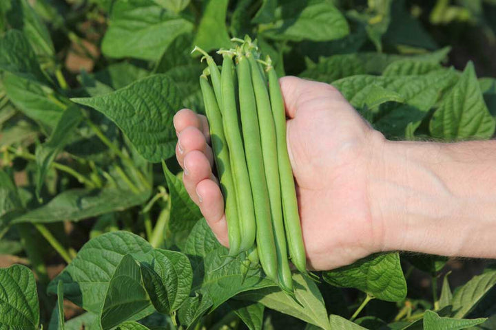 How To Grow and Harvest Green Beans
