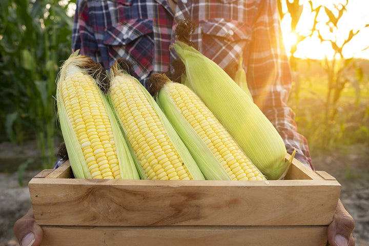12 Must Know Tips for Growing Sweet Corn