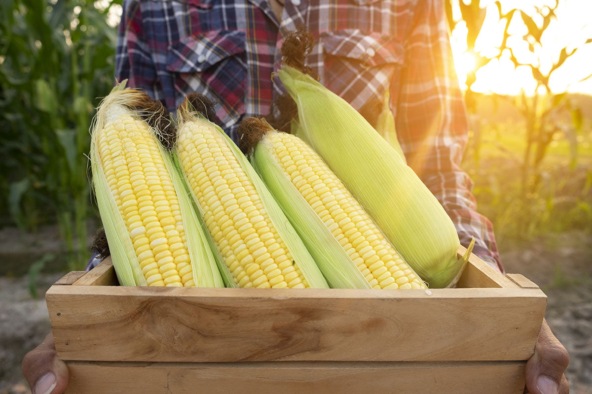 A row of corn on the cob being walked in a wooden crate through a field