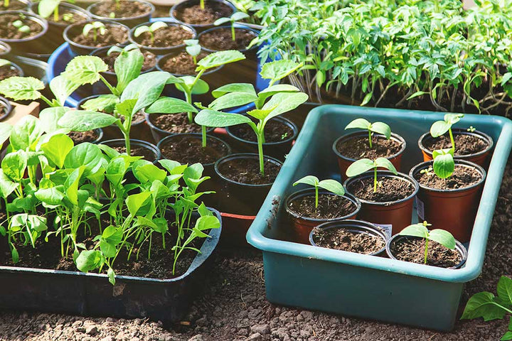 What "Hardening Off" Seedlings Means and How to Do It