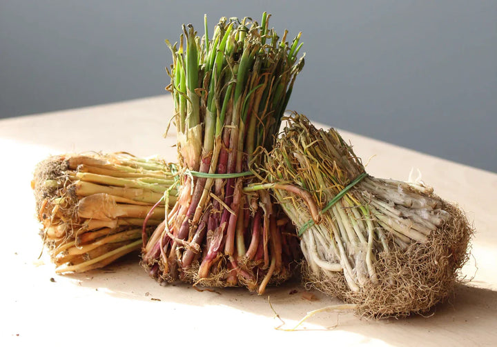 How to Plant, Grow and Harvest Onions