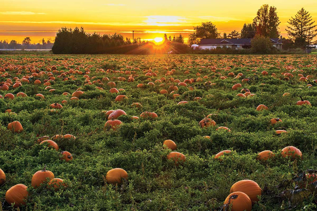 Pumpkin Growers Panel: Answering All Your Pumpkin Growing Questions
