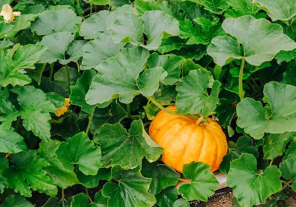 Orange pumpkin on the vine