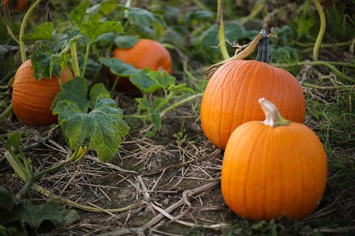 pumpkins in pumpkin patch