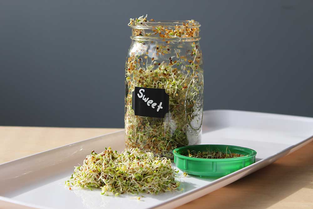 Open glass jar on a metal tray with fresh alfalfa sprouts in the jar and some on the metal tray.