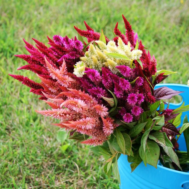 Celosia Cockscomb Seeds - Variety of Colors – Harris Seeds