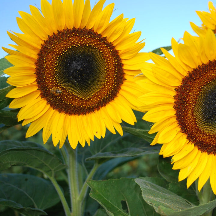 Tall Sunflower Seeds with Pollen