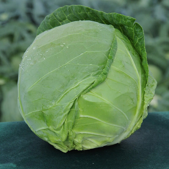 Organic Cabbage Seeds