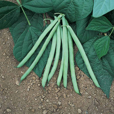 planting blue lake bush bean seeds Bean Bush Blue Lake 274 Seed