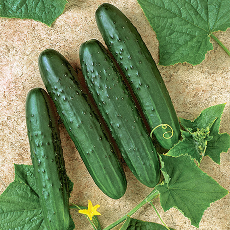 Cucumber General Lee F1 Seed