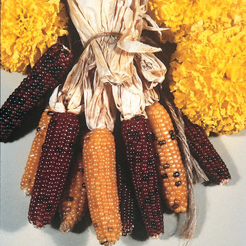 Ornamental Corn Indian Fingers Seed