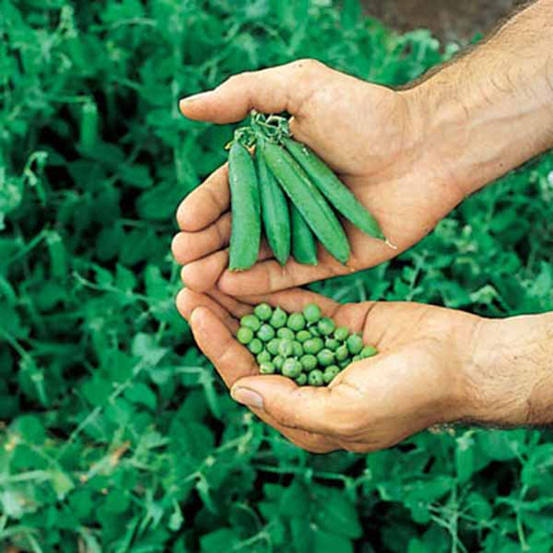 Harris Seeds Pea Little Marvel