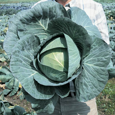 Cabbage Bravo F1 Seed