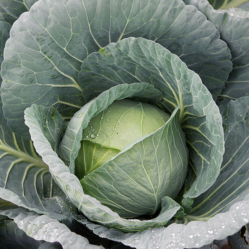 Cabbage Bravo F1 Live Plants