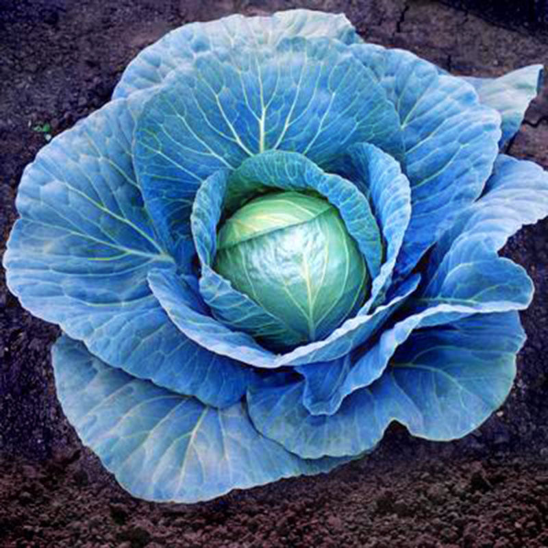 Cabbage Blue Vantage F1 Seed – Harris Seeds