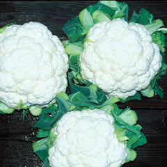 Cauliflower Absolute F1 Seed