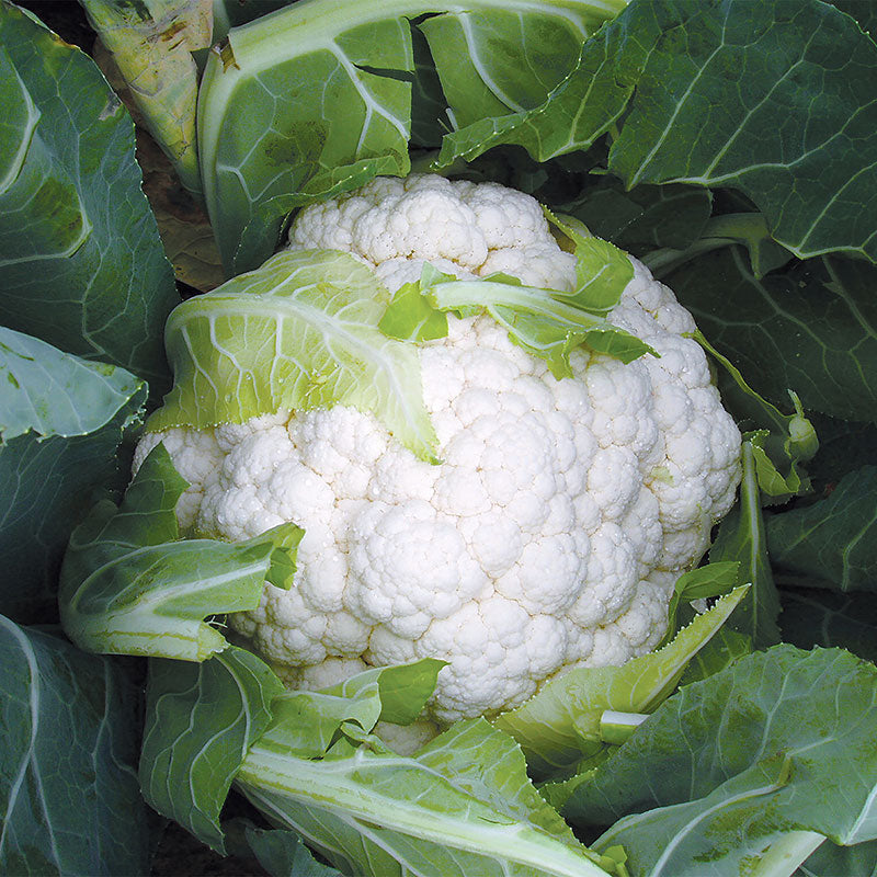 Cauliflower Absolute F1 Seed
