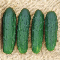 Cucumber Sassy F1 Seed
