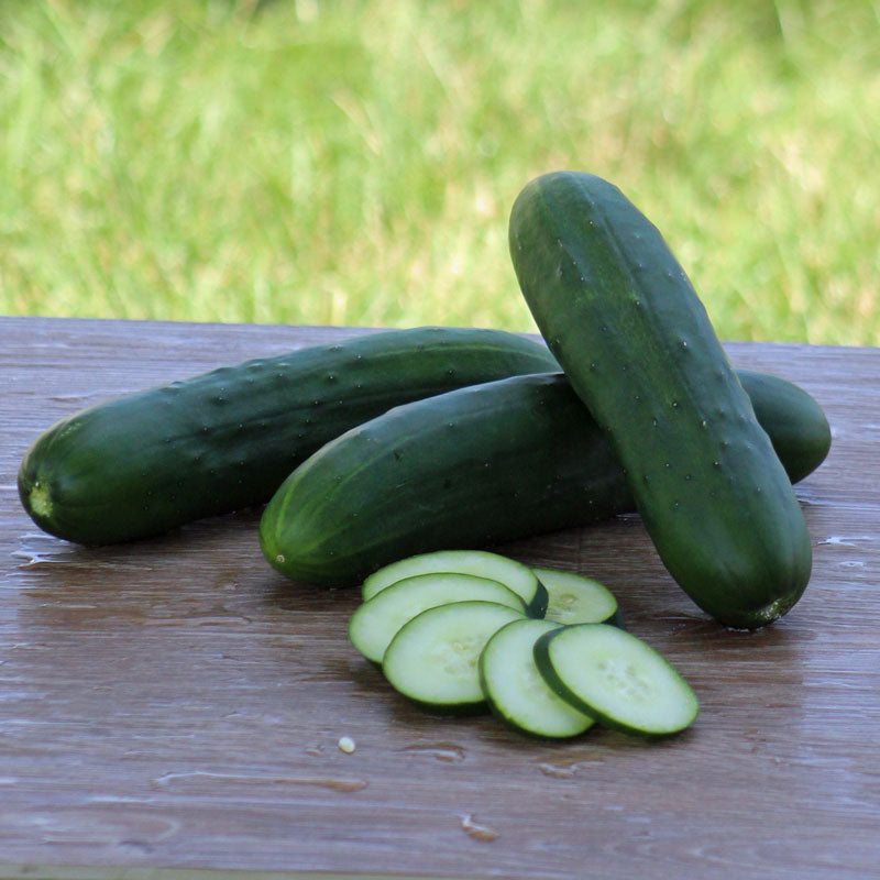 First Class Cucumber Cucumber Raider F1 Seed – Harris Seeds