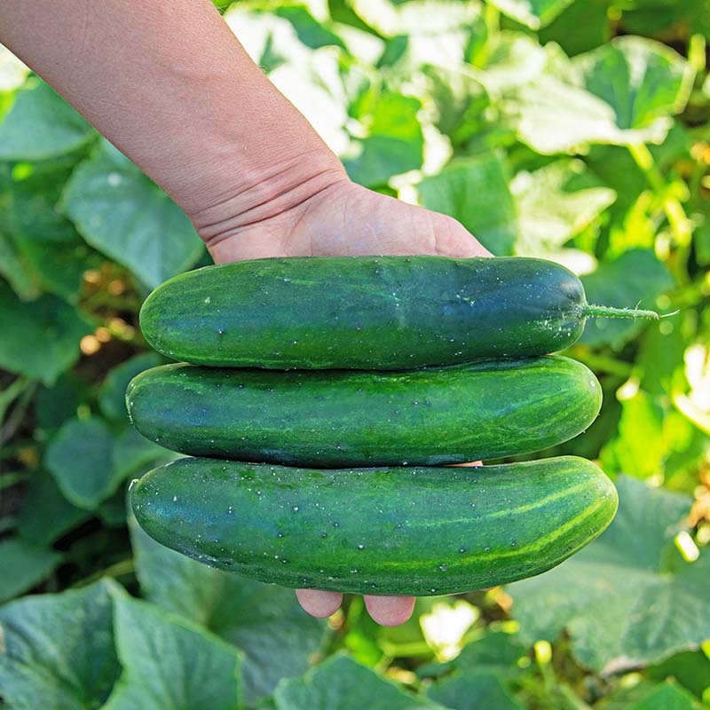 First Class Cucumber Cucumber Raider F1 Seed – Harris Seeds