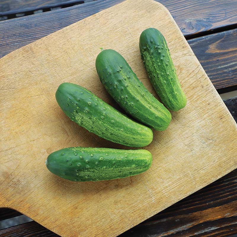 First Class Cucumber Cucumber Regal F1 Seed – Harris Seeds