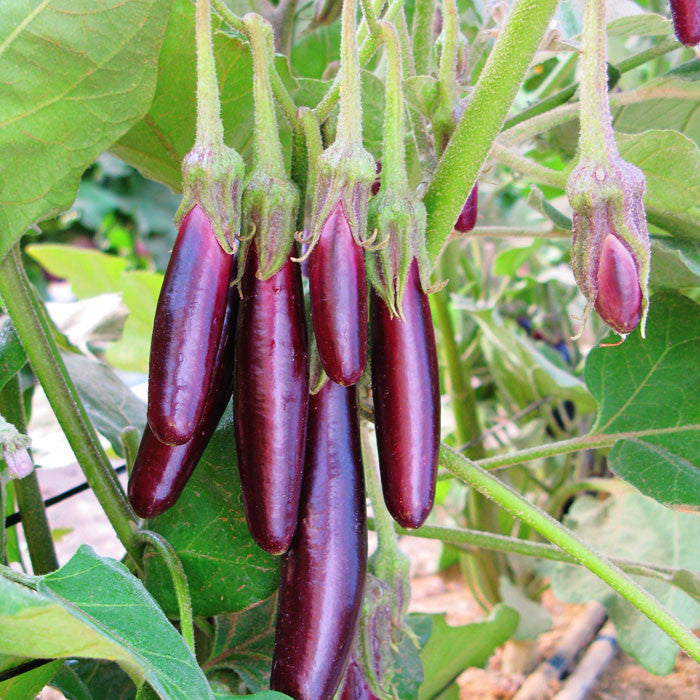Eggplant Little Fingers Organic Seed