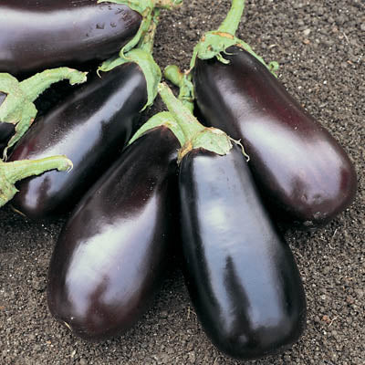 Eggplant Classic F1 Seed
