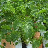 Kale Vates Seed