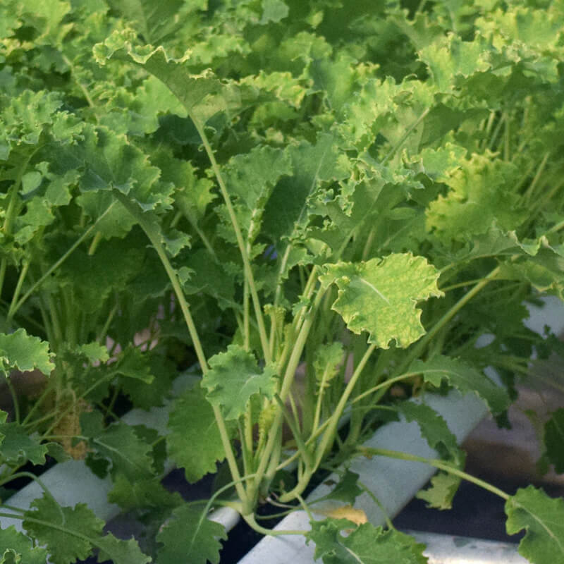 Kale Vates Seed