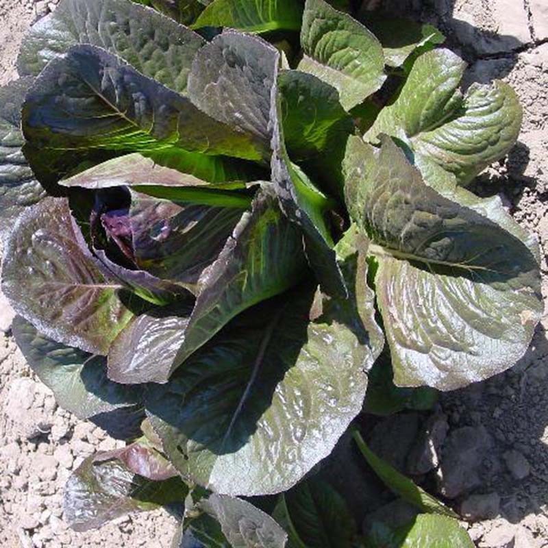 cimmaron herbicide Harris Seeds - Lettuce Seeds Cimmaron Variety Sweet Crisp Leaves