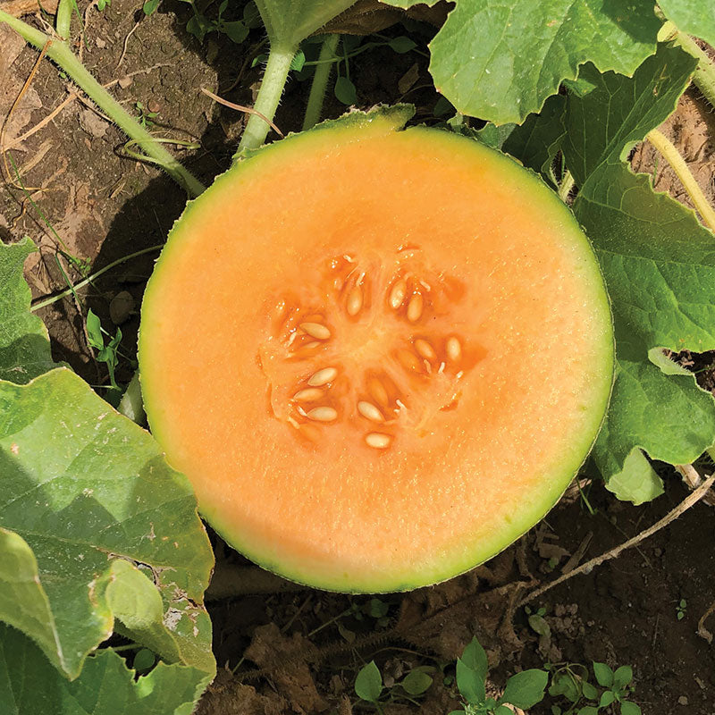 Melon Ambrosia F1 Seed