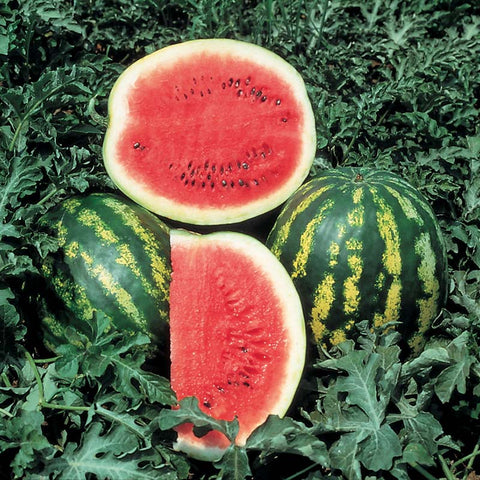 watermelon herbicide Watermelon Crimson Sweet Seed STANDARD / 25 seeds / TREATED