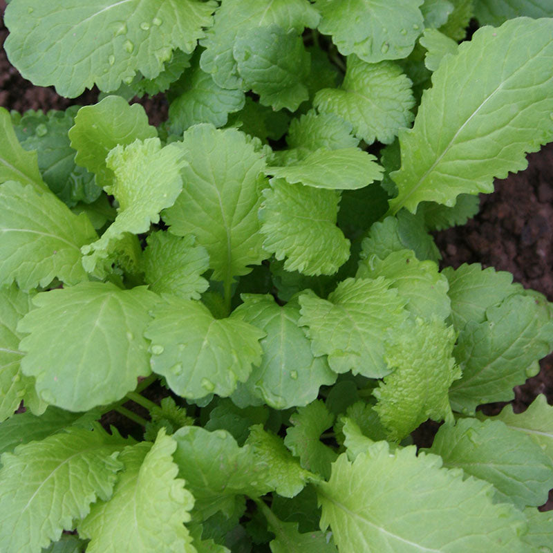 thumbnail interactive-video image 1 of Axel's Garden Seeds - Southern Giant Curled Mustard Greens Seeds (Heirloom, Non-GMO) 1 of 3