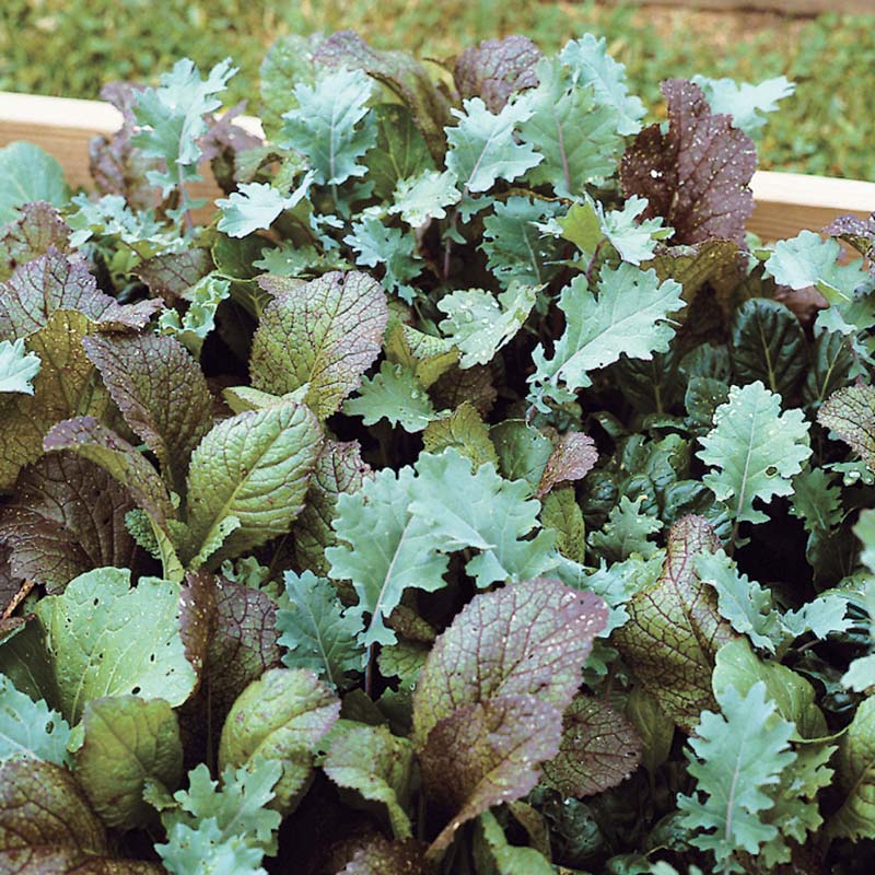 planting mesclun seeds Harris' Mesclun Mix Seed Untreated