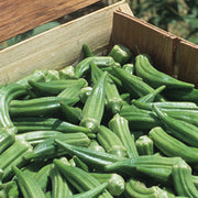 Okra Clemson Spineless Seed - RAW / 1 oz. / UNTREATED