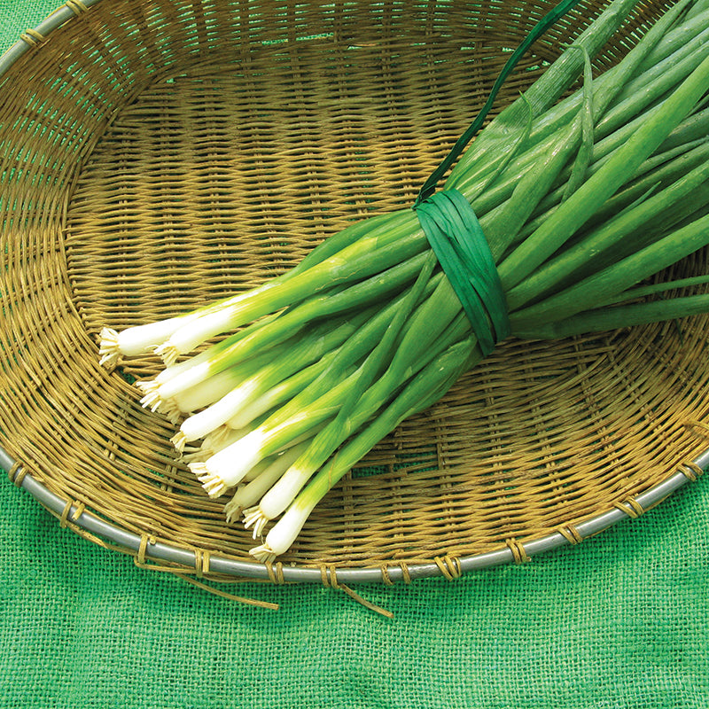 おにおん Onion Tokyo Long White Seed – Harris Seeds