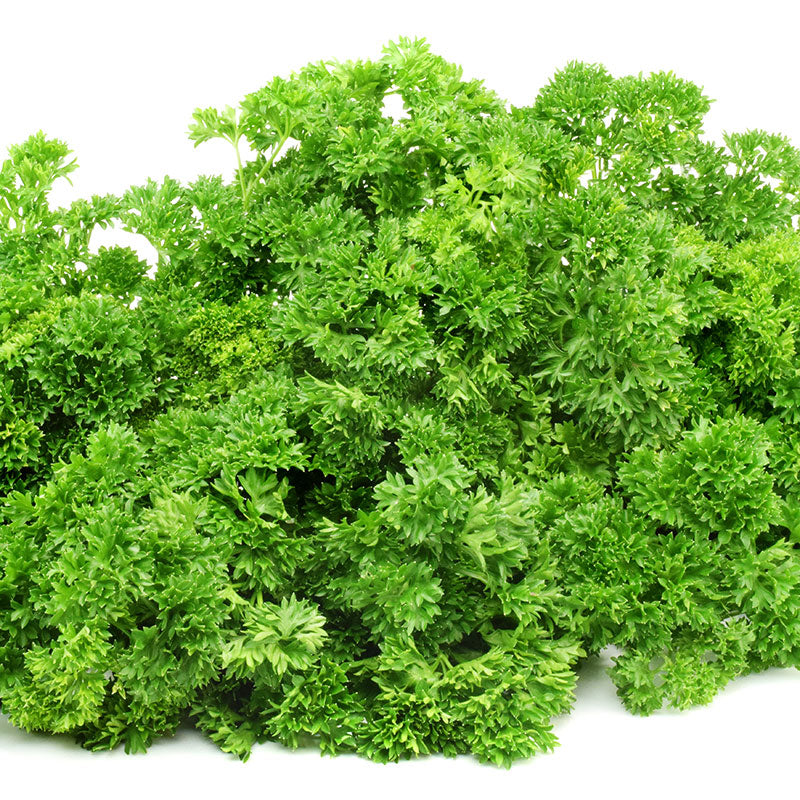 Parsley Forest Green Seed