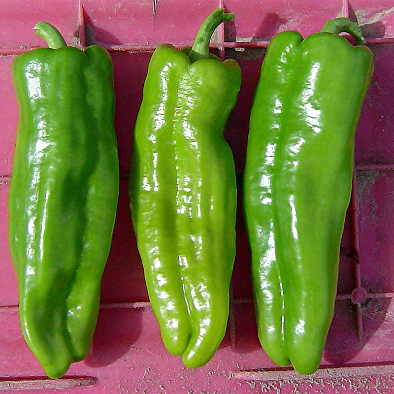 Pepper Key Largo F1 Seed – Harris Seeds