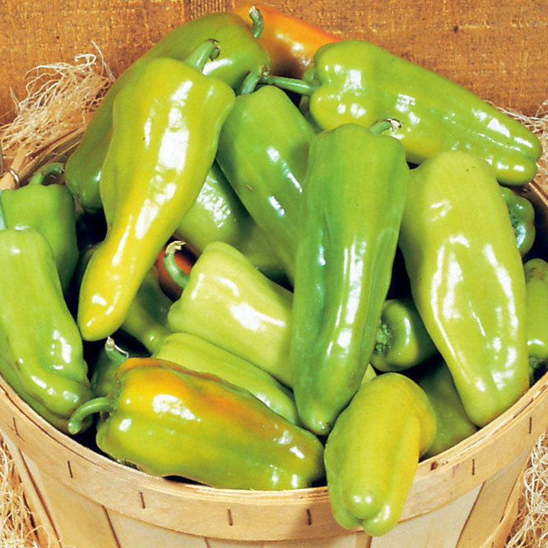 Pepper Key Largo F1 Seed – Harris Seeds
