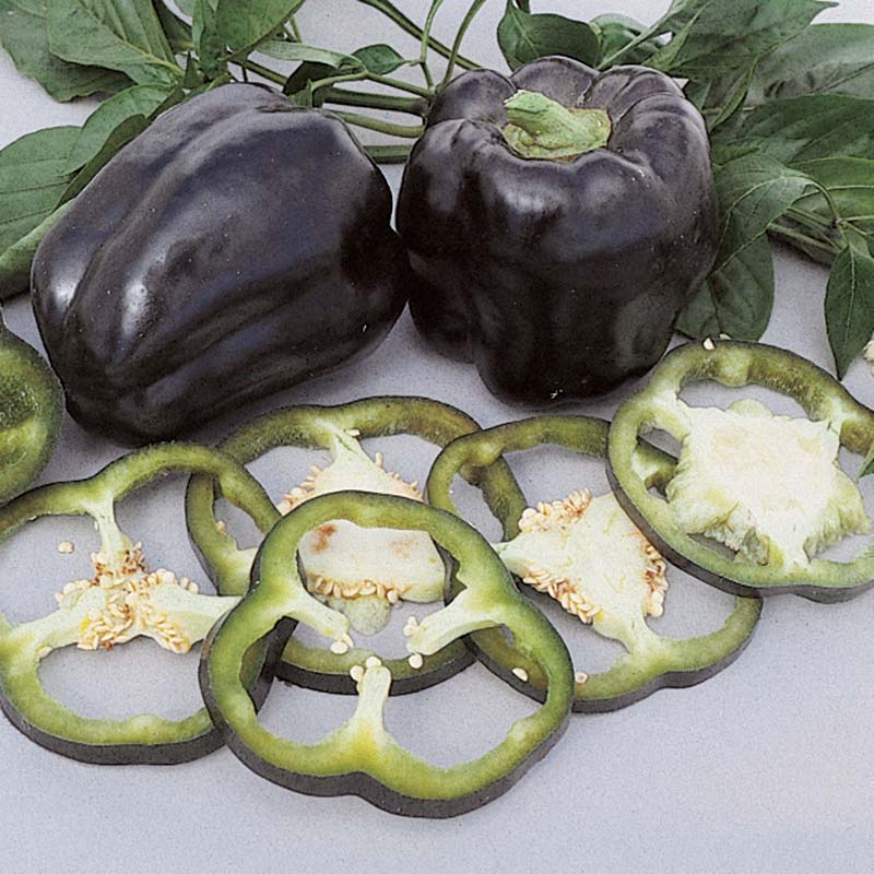 Pepper Purple Beauty Seed - Thumbnail 2