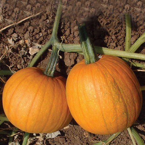 sugar pumpkin seeds for planting Pumpkin Small Sugar Seed Treated