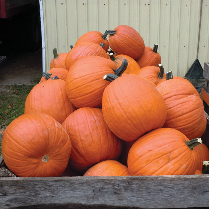 herbicide for pumpkins Pumpkin Gladiator F1 Seed, Size: 1,000 Seeds