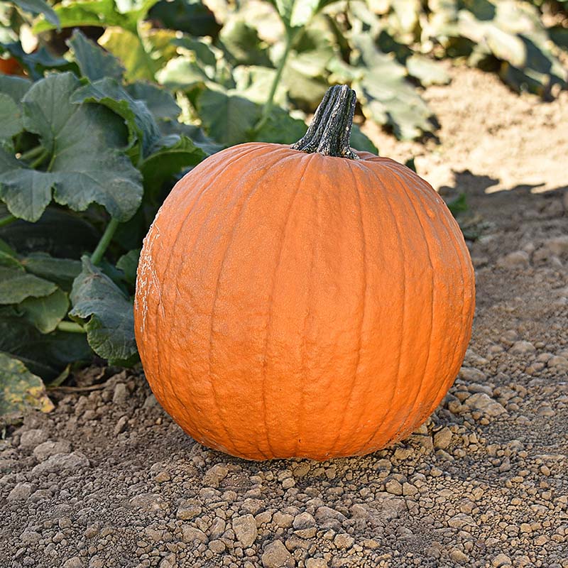 gladiator herbicide Pumpkin Gladiator F1 Seed, Size: 1,000 Seeds