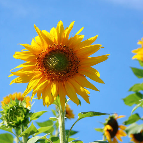 mammoth sunflower seeds to plant Sunflower Mammoth Seed RAW / 250 seeds / UNTREATED