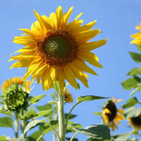 Sunflower Mammoth Seed