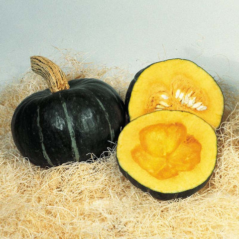 burgess seed and plant free shipping Squash Burgess Buttercup Seed UNTREATED