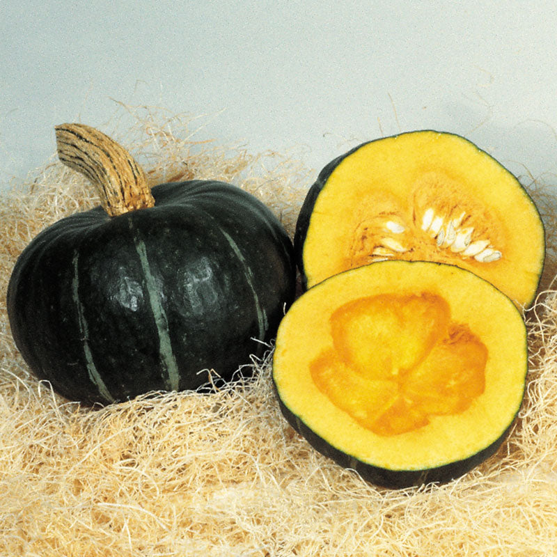 Squash Burgess Buttercup Seed